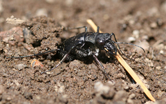 Cicindela nebraskana