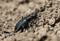 Cicindela nebraskana