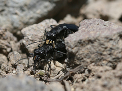 Cicindela nebraskana