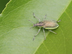 Chlorophanus viridis