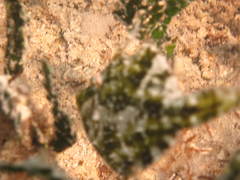 Monacanthus ciliatus