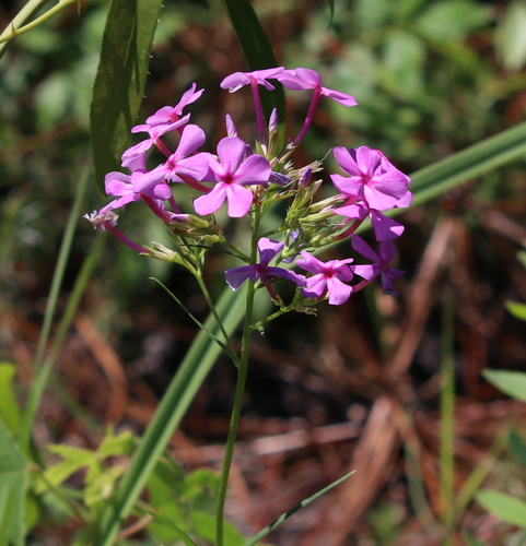Phlox carolina ssp. angusta