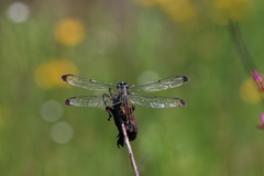 Libellula incesta