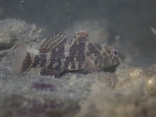Crested gudgeon (Butis koilomatodon) — Eleotridae