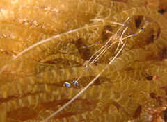 Ancylomenes pedersoni