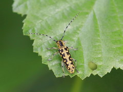 Saperda scalaris