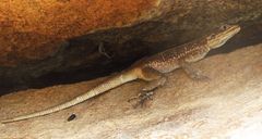 Acanthocercus guentherpetersi