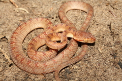 Pirmad Cat Snake photo 1