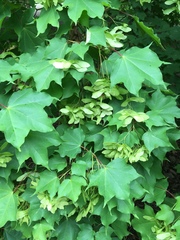 Acer cappadocicum