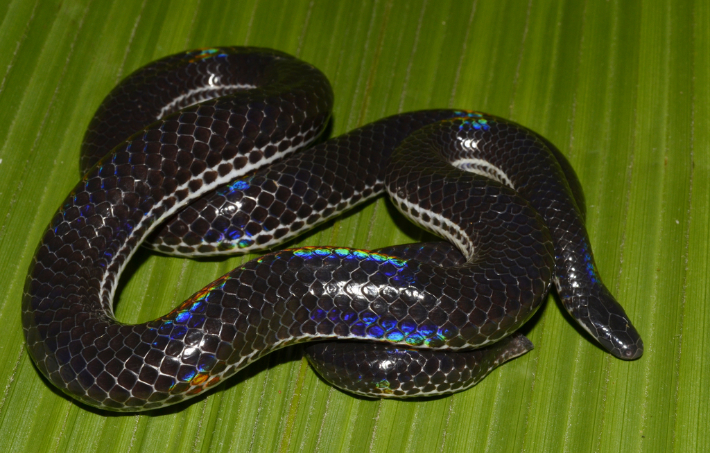 Beddome's Black Earth Snake