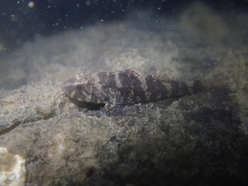Crested gudgeon (Butis koilomatodon) — Eleotridae