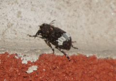 Eurymycter
