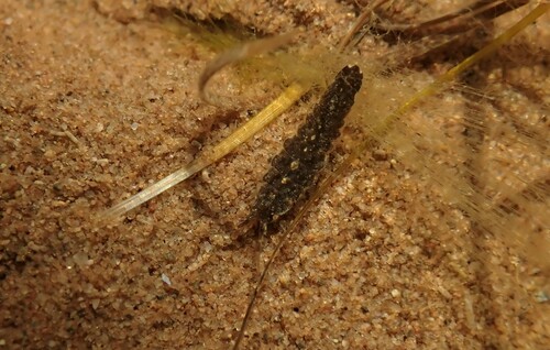 Idotea chelipes