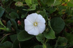 Convolvulus arvensis