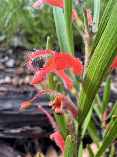 Image of Adenanthos barbiger by (c) Tyler Anthony, some rights reserved (CC BY)