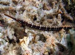 Syngnathus louisianae