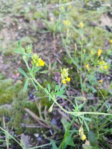sickle alfalfa