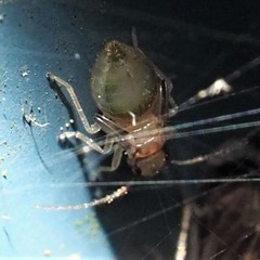 Amphipsocidae