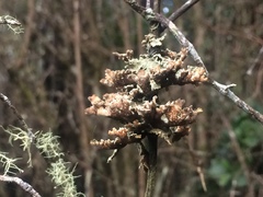 Pseudocyphellaria granulata