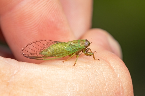 Southern Grass Cicada photo 3