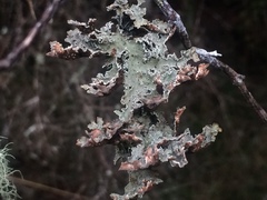 Pseudocyphellaria granulata