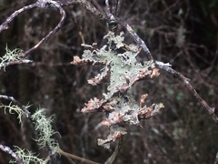 Pseudocyphellaria granulata