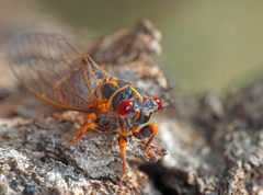 Popplepsalta corymbiae