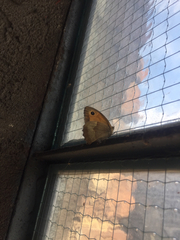 Maniola jurtina