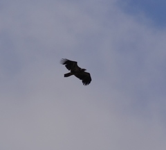 Haliaeetus leucocephalus washingtoniensis