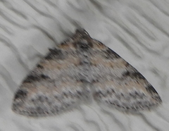 Lobophora nivigerata