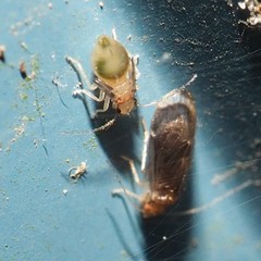 Amphipsocidae