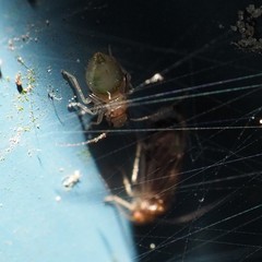 Amphipsocidae