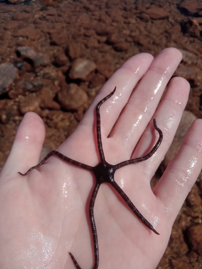 Banded-arm Brittle Star