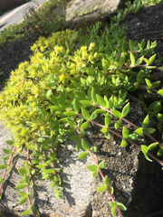 Sedum sarmentosum