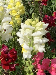 Antirrhinum majus