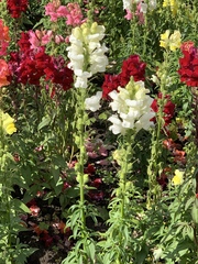 Antirrhinum majus