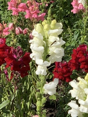 Antirrhinum majus