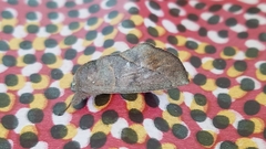 Hemiceras domingonis