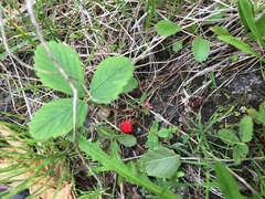 Fragaria vesca americana