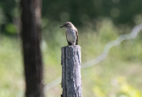 Papamoscas gris (Muscicapa striata)