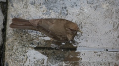 Turdus grayi