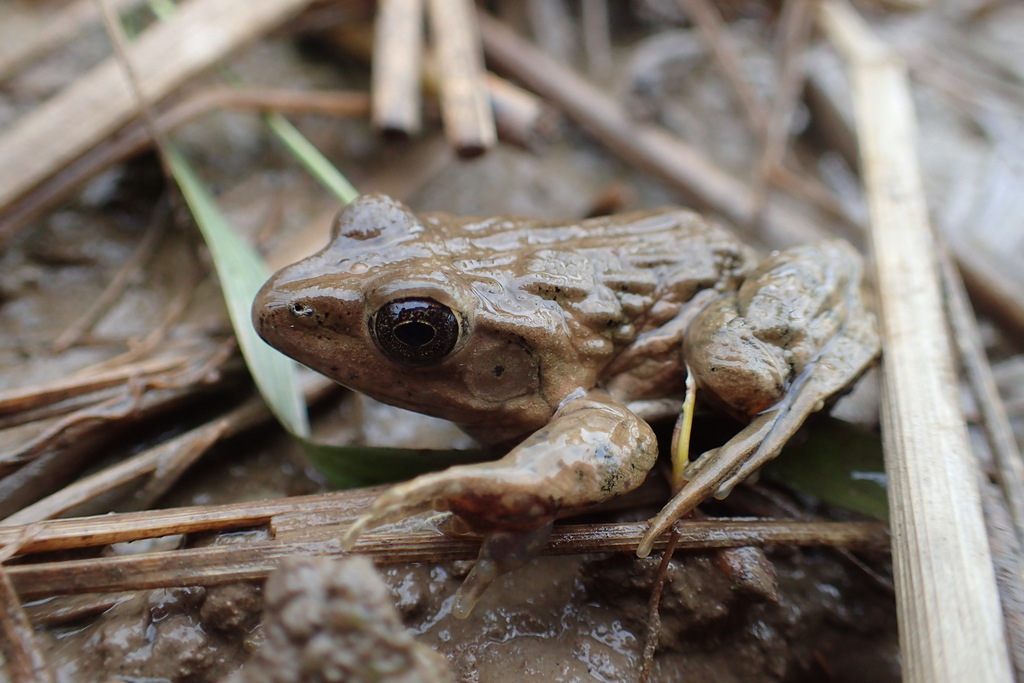 Sado Wrinkled Frog