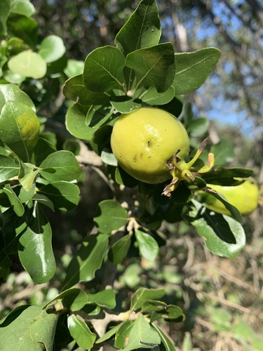 Gardenia cornuta image