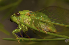 Glaucopsaltria viridis