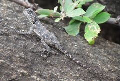 Acanthocercus annectans