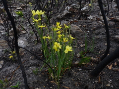 Moraea pyrophila