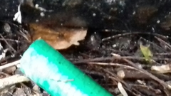 Bufo bufo