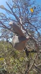 Aspidosperma macrocarpon