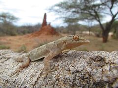 Hemidactylus platycephalus