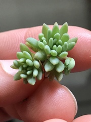 Sedum hispanicum